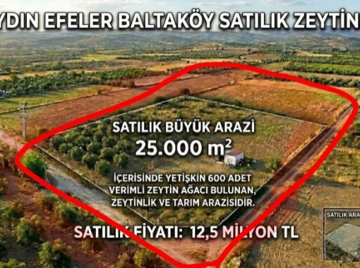 AYDIN EFELER SATILIK 25600 M2 600 adet yetişkin zeytin ağacı var